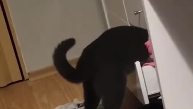 the cat has lost his panties