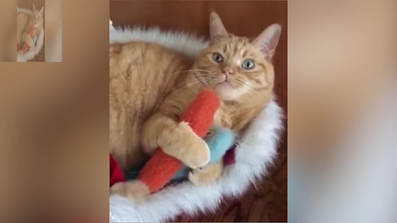 Don't touch my toys!