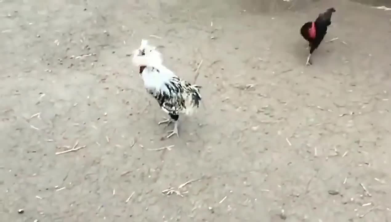 Spacenew_funny videos, humans and animals