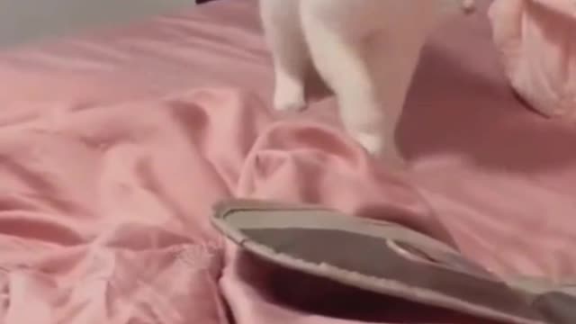 Funny animals : dogs & cats dancing video