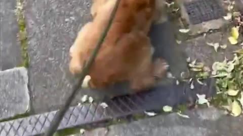 Dog Wagging Its Tail Like No Other While His Mom Walks him