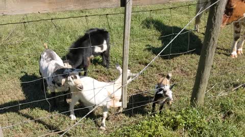 Peaches with her new friends