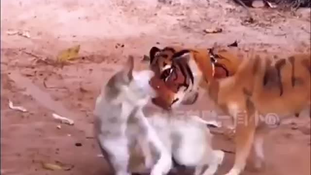 Fake tiger prank with others Animals