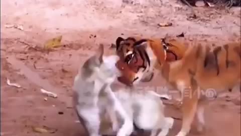 Fake tiger prank with others Animals