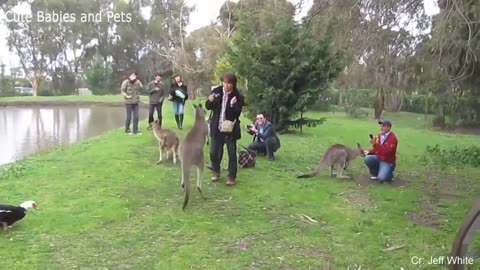 Hilarious Video of Animals Chasing People (2024)