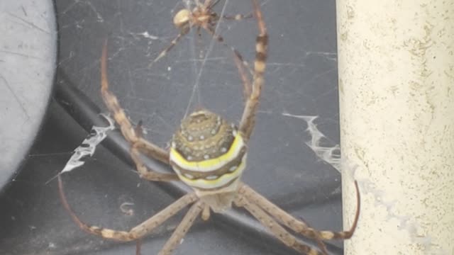 Male St Andrews Cross spider attempts a mating