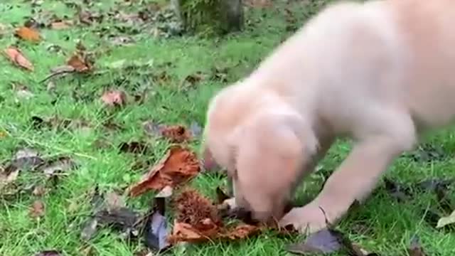 World funniest and cutest dogs videos