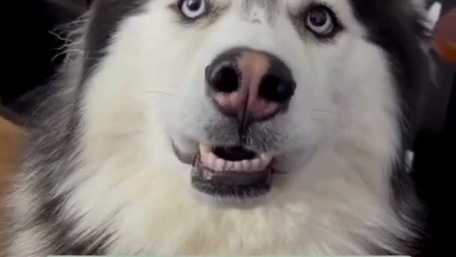 Funny Husky farts!