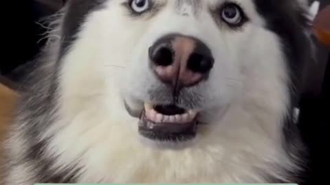 Funny Husky farts!