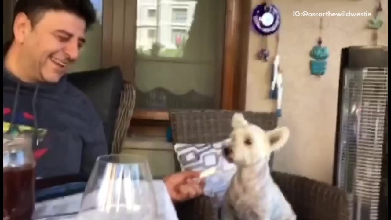 White dog refuses to eat string cheese only eats fancy french cheese