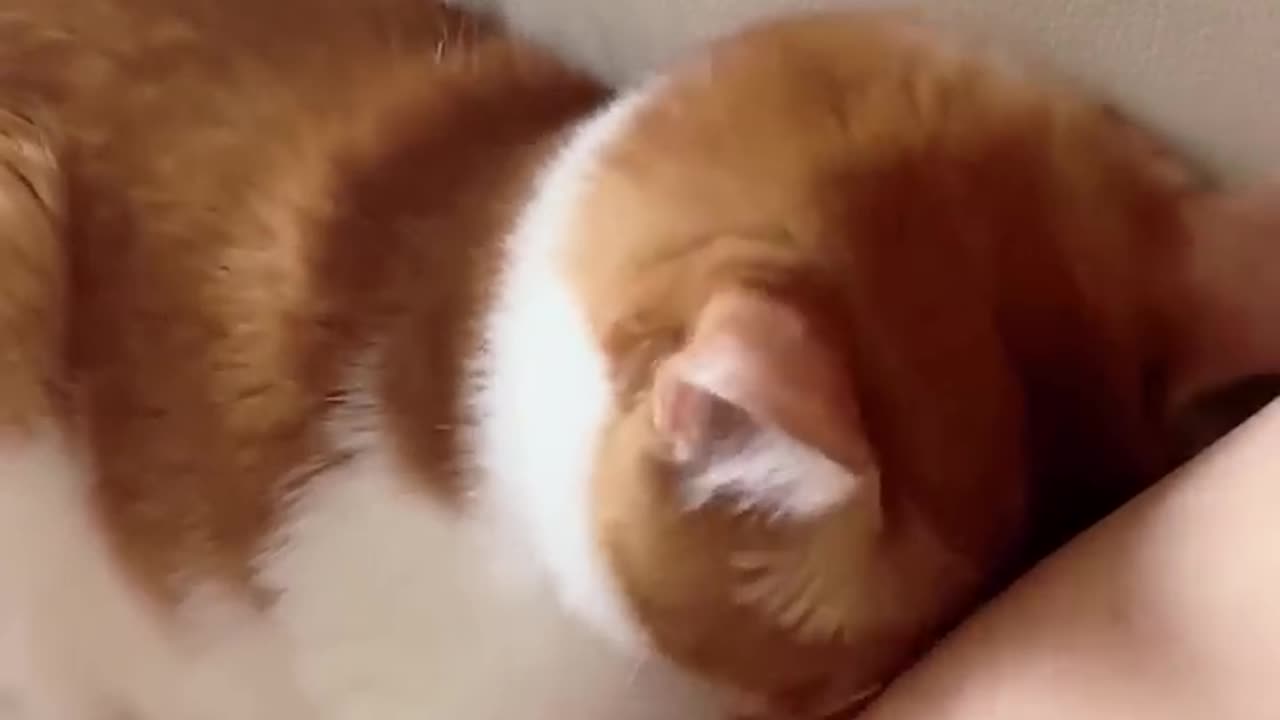 Funny cat and animals videos