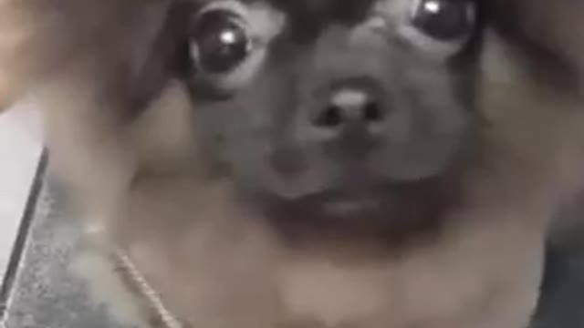 Dog dancing to music while getting a haircut/ cute