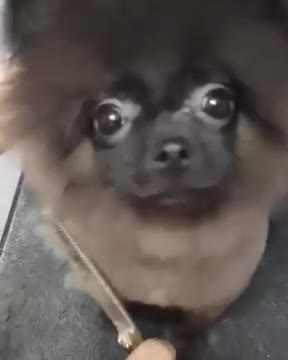 Dog dancing to music while getting a haircut/ cute