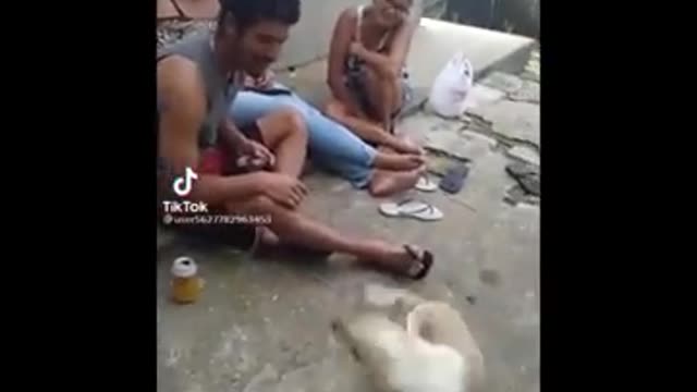 Funniest Animals 🐧 - Best Of The 2022 Funny Animal Videos 😁 Cutest Animals