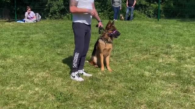 3 simple rules To reduce Lead reactivity #dogtraining