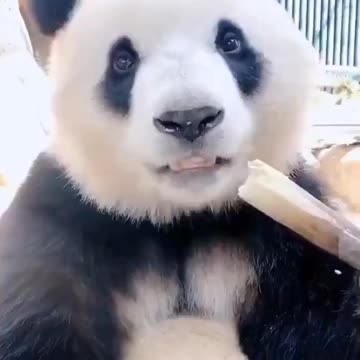 VEJA AGORA!!! Incrível Panda Grande se alimentando