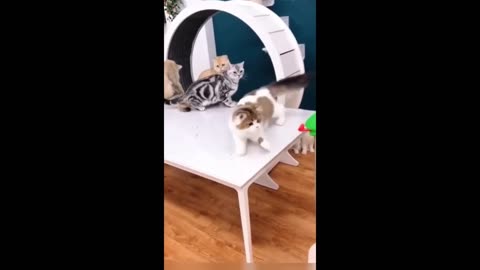 Funny animals - Funny cats / dogs - Funny animal videos