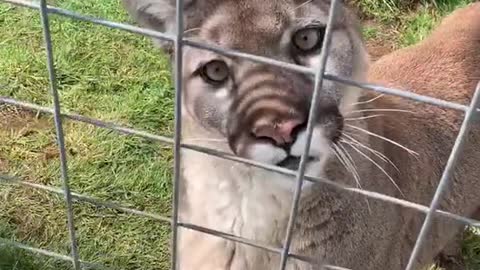 This Cougar still Wild animals, that could change at any moment