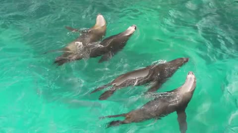 Marine Park Seal Parade