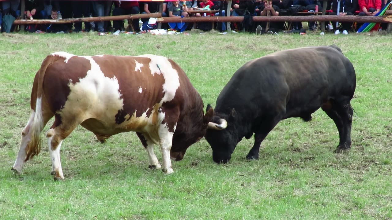 Medeni od Tukića vs Jelenko od Fajića