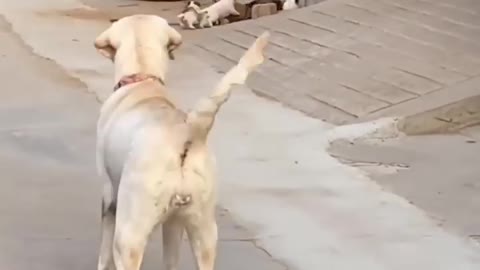 s Moments Clips #shorts Video🤣_ #trending #animals #funny #reels