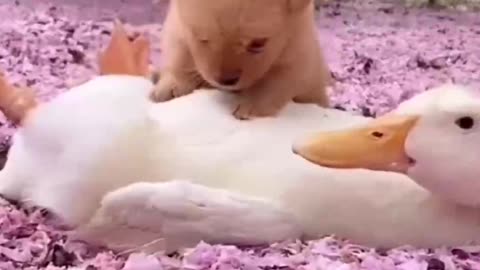 Our Cute dog in love with beautiful Duck