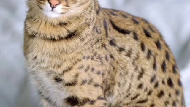 Top 10 most expensivest cat breeds ever Most expensive cat breeds in the world