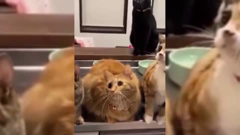 kitten moving in unison