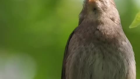 Beautiful Bird