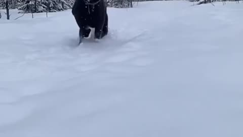 dog havin fun