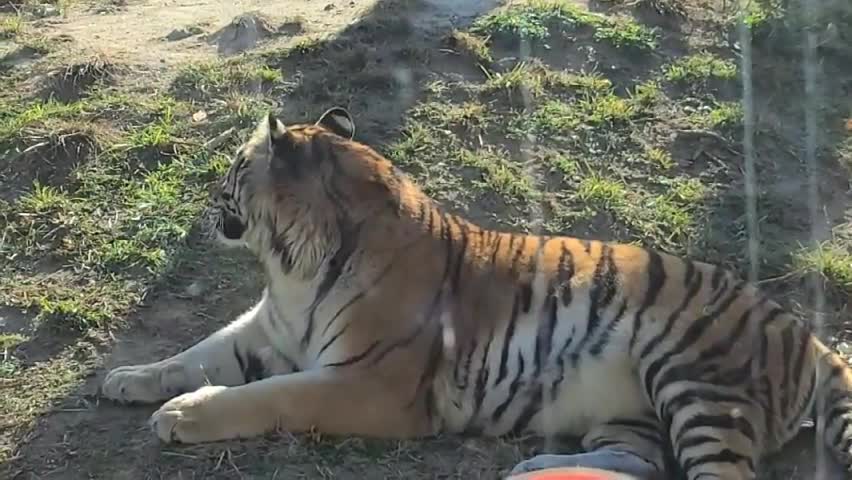 A quiet tiger at rest is as cute as a cat.