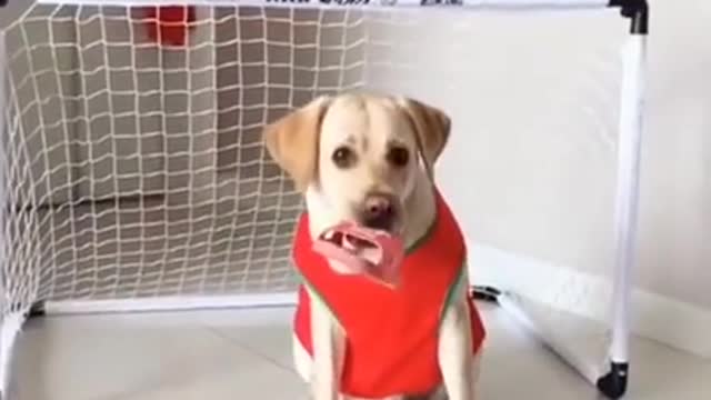 Funny dog video - dog playing football 2022