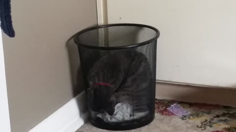 Greyson is a bin cat