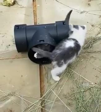 The perpetual motion of cats.