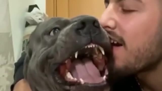 🐶🤣 Super Funny Dogs Part 4 🤣🐶