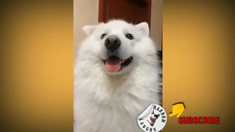 Funny and cutes pets.