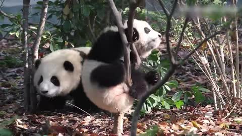 Little panda is learning to climb a tree