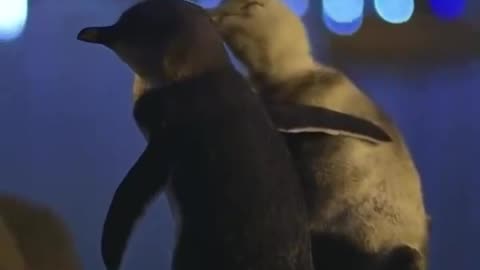 Two penguins looking at the Melbourne sky line~ both comforting each other in friendship after losing their partners