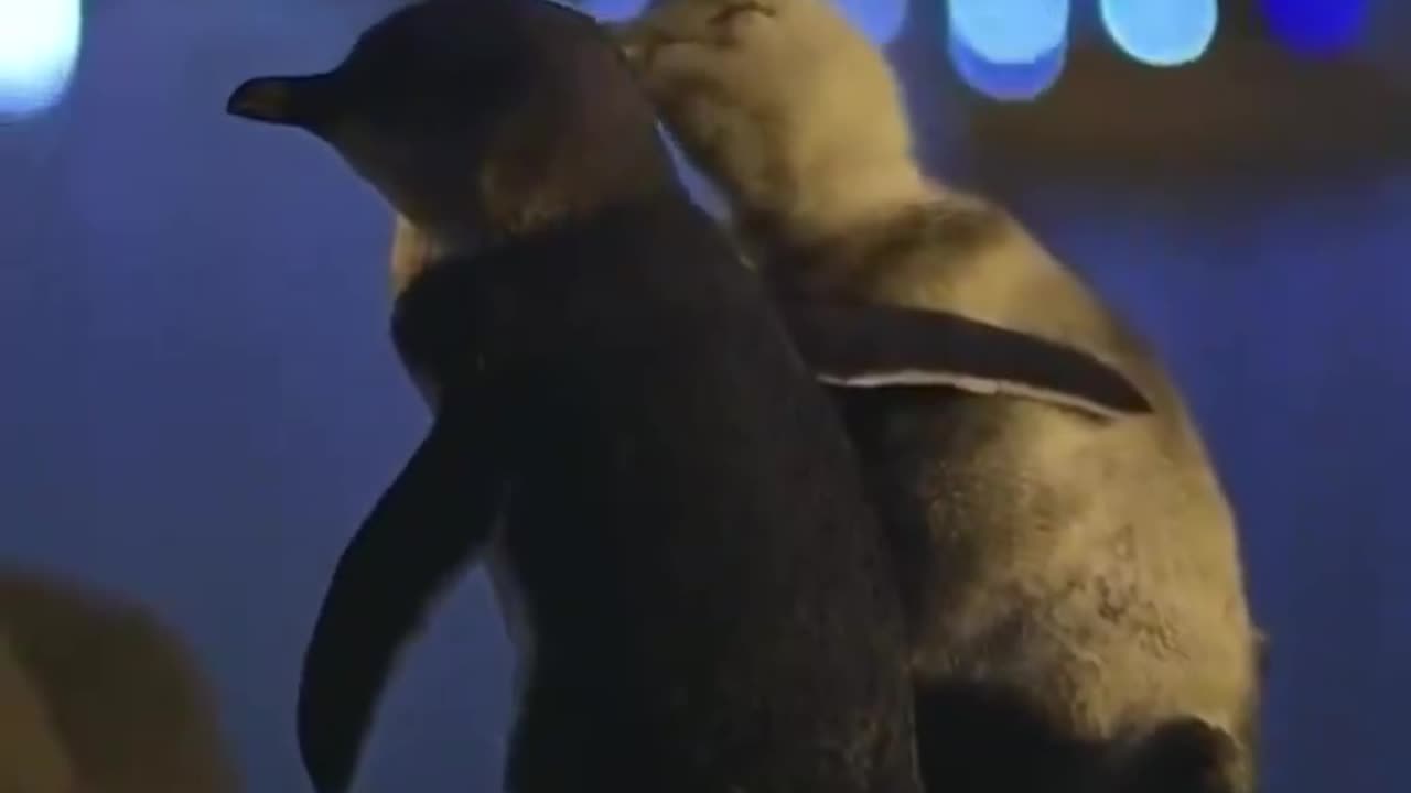 Two penguins looking at the Melbourne sky line~ both comforting each other in friendship after losing their partners