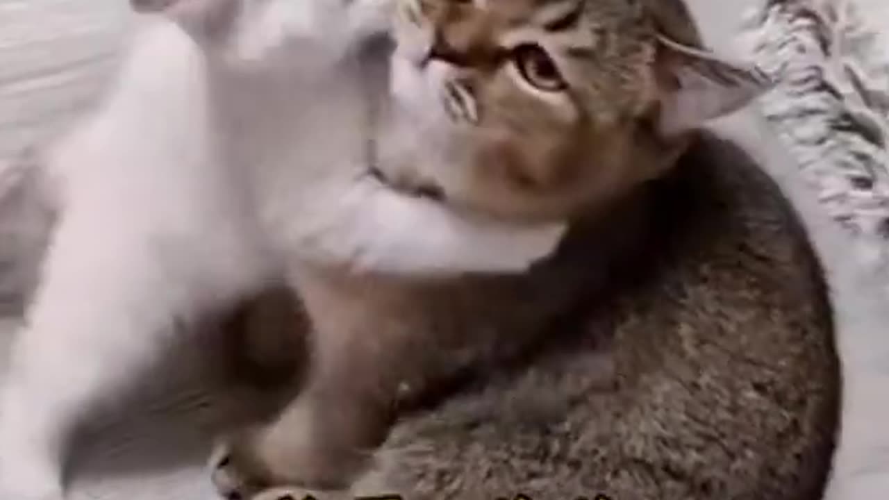 Funniest dog & cat video