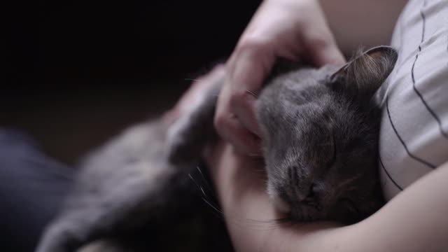 Cute kitten in the arms, more comfortable, really healing