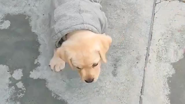 Labrador puppy training