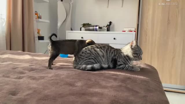 Cat Reaction funny puppies