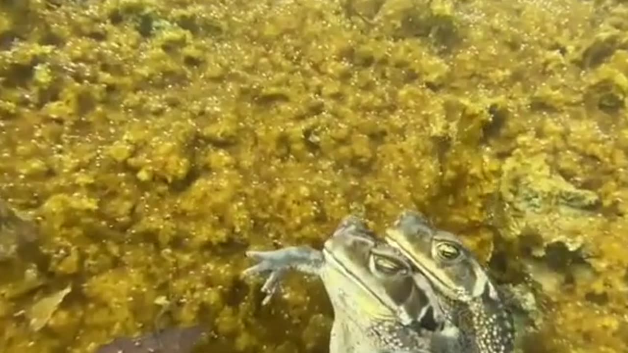 vídeos aleatórios assiste e seja bem vindo