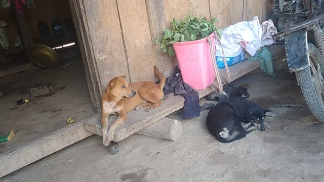 The puppies show is now home
