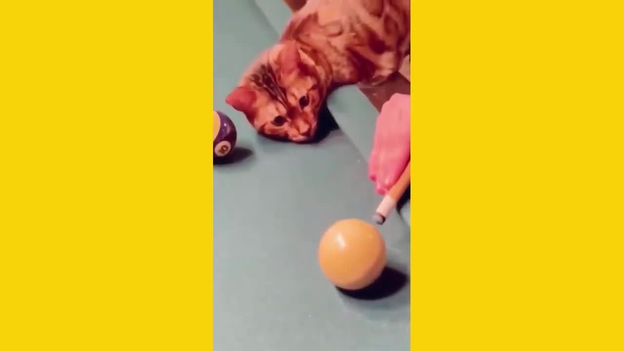 Super Funny Dog