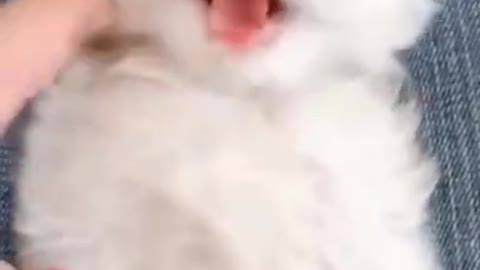 🤣Funny animals reaction 🤣