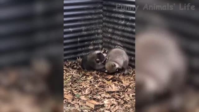 these animals are so funny