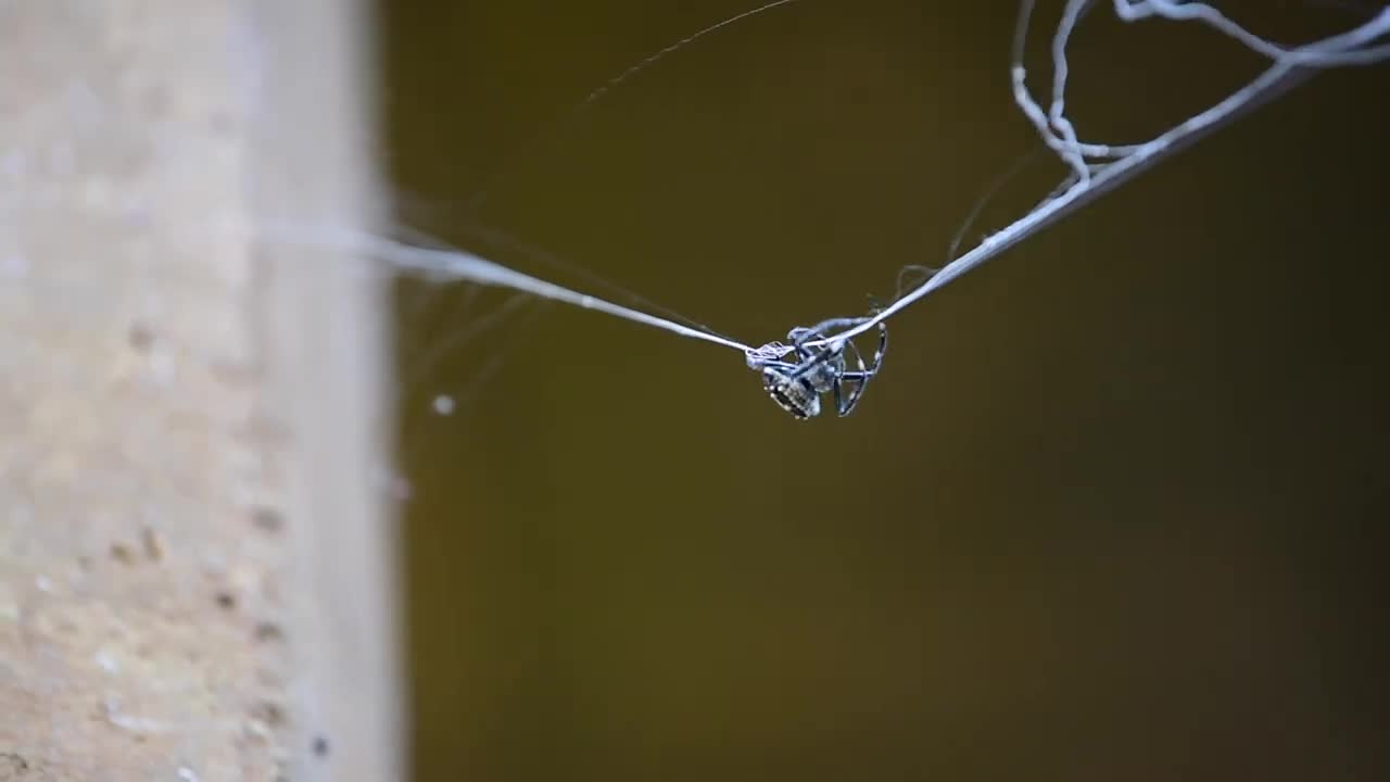 Searching for Darwin's Bark Spider