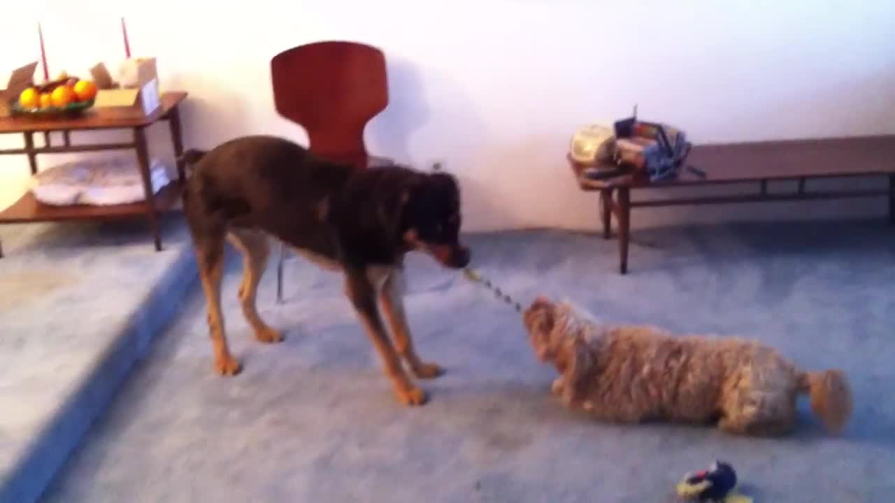 challenge games dogs play fight game